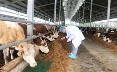 龙陵县加快肉牛产业发展